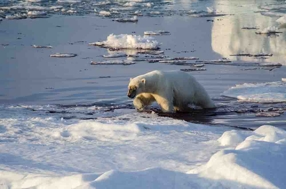 Oso Polar - islas Svalbard - Noruega 26.jpg